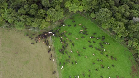 Herd-of-cows-moving-through-gate-in-fence-to-new-fresh-meadow-green-grass