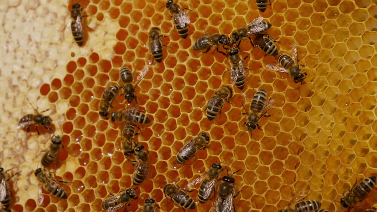 Quick working bees moving around yellow honeycombs. Fresh honey shining in the cells, some of them sealed with wax cover. Close up.
