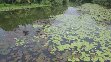 ducks feeding in water lily pods, lily pads in tropical asia