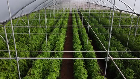 aerial drone shot over rows of tomato plants growing inside a large greenhouse