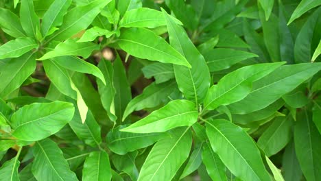 Basak-is-an-Indian-subcontinental-herb