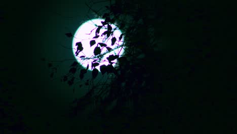 full moon behind shrubs moving across the sky