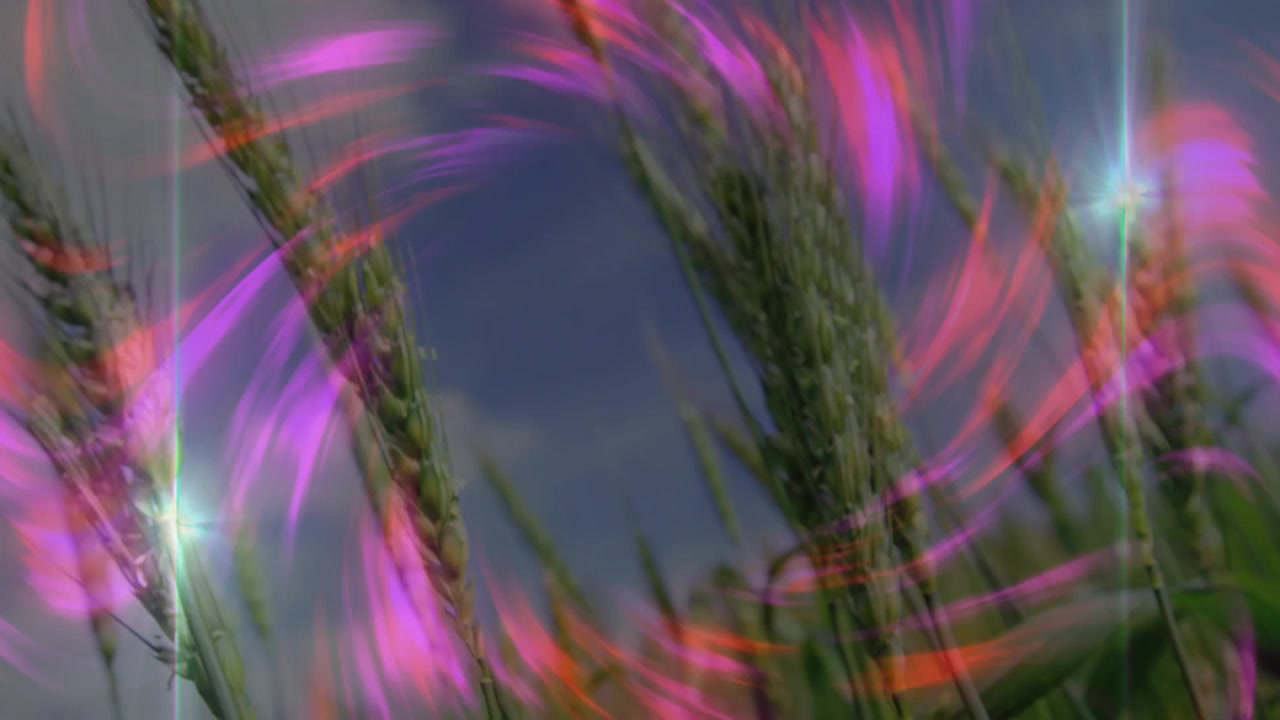 Op de derde seconde wervelen lichtlinten rond groene tarwestengels, vonkende sterflitsen voor een levendig effect