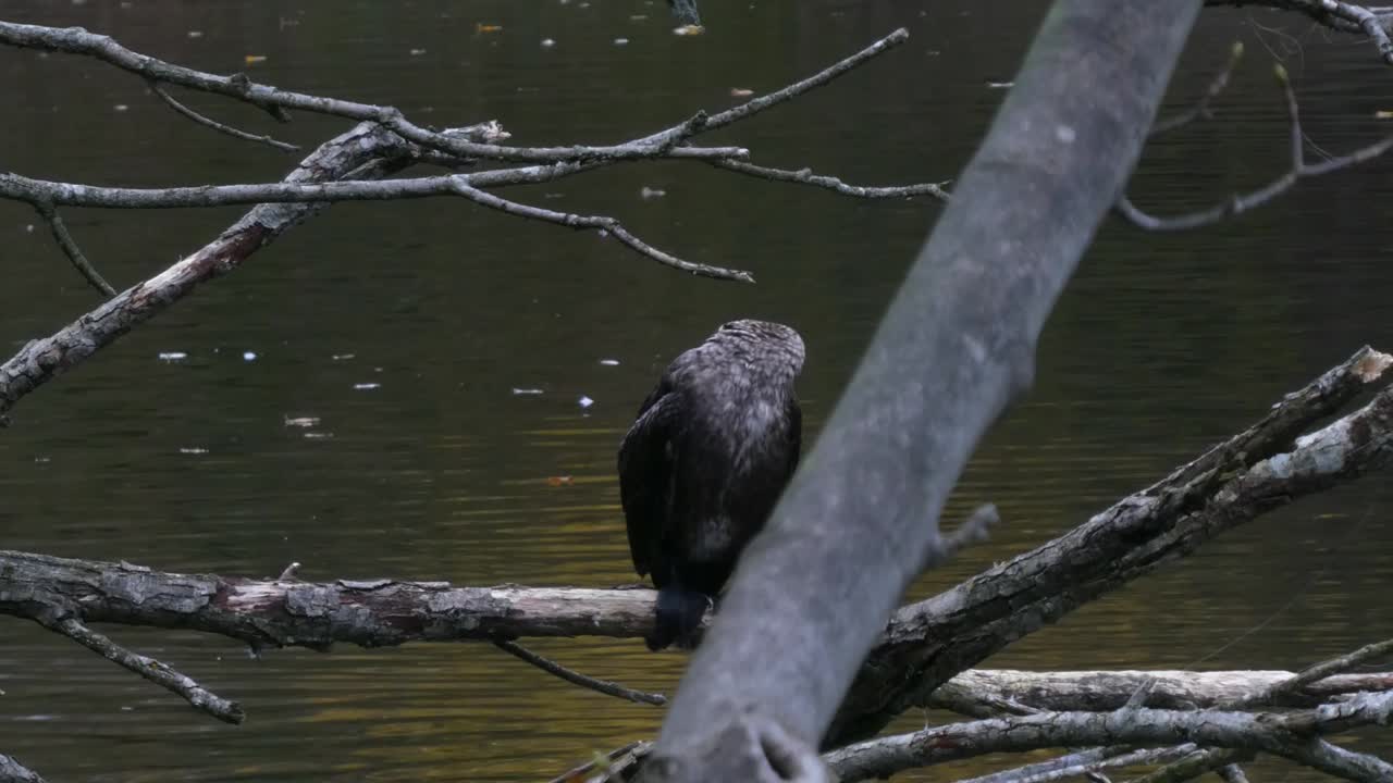 ave acuática cormorán encaramada en el parque lago escombros rama de árbol secando y cazando peces presa zoom para cerrar