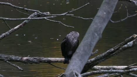 Ave-Acuática-Cormorán-Encaramada-En-El-Parque-Lago-Escombros-Rama-De-árbol-Secando-Y-Cazando-Peces-Presa-Zoom-Para-Cerrar