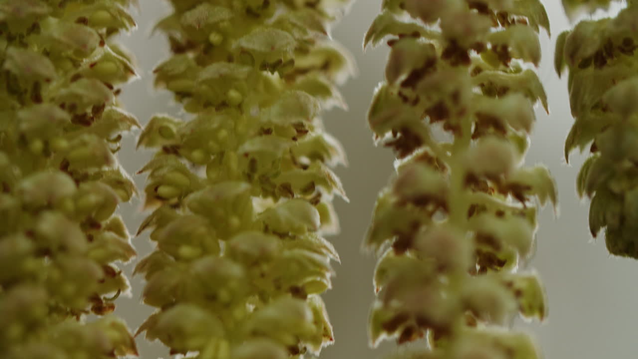 헤이즐넛 나무의 꽃의 극단적인 매크로 샷