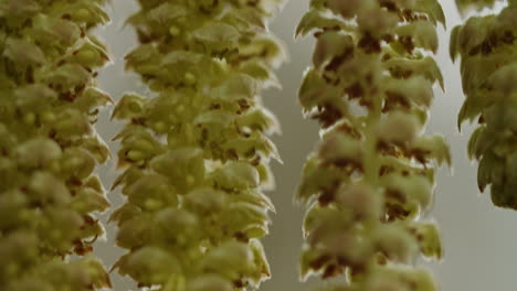 Extreme-macro-shot-of-the-blossoms-of-a-hazelnut-tree