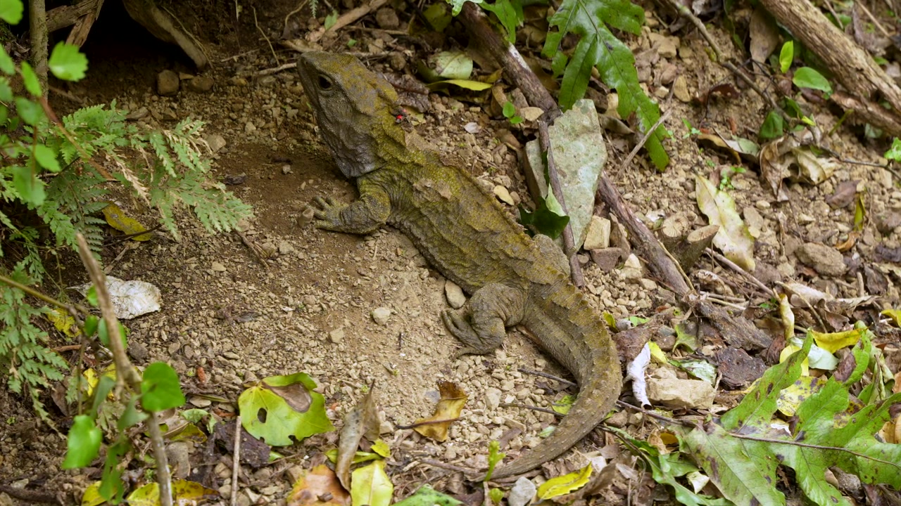 Rare tuatara reptile resting on a forest floor in native habitat in New Zealand, surrounded by natural foliage and earthy woodland textures