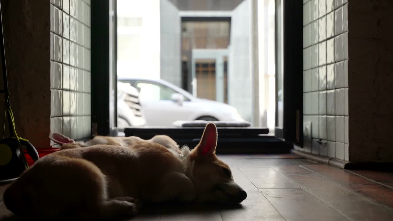 웨일스 코르기 강아지 패션 촬영 스타일 미미미 강아지 강아지 휴식 심한 촬영 하루 후 강아지 귀는 아직 서 있지 않은 강아지 개의 해 중국 달력의 상징 메리 크리스마스 및 행복한 새해 낮은 각도 뷰