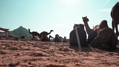 camera pans from camels to camel herders standing in pride at pushkar mela , india