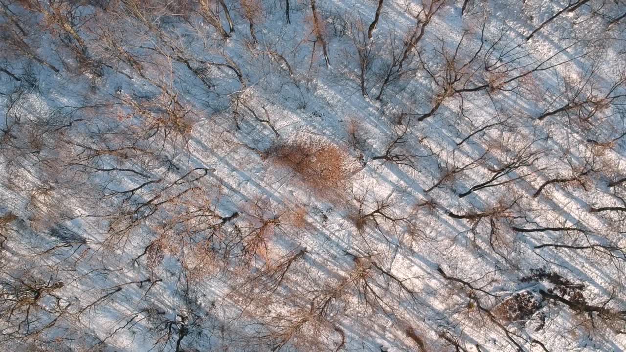 2019년 1월 dji 스파크 1080p 30fps로 공중에서 헝가리 부다페스트의 눈 덮인 숲