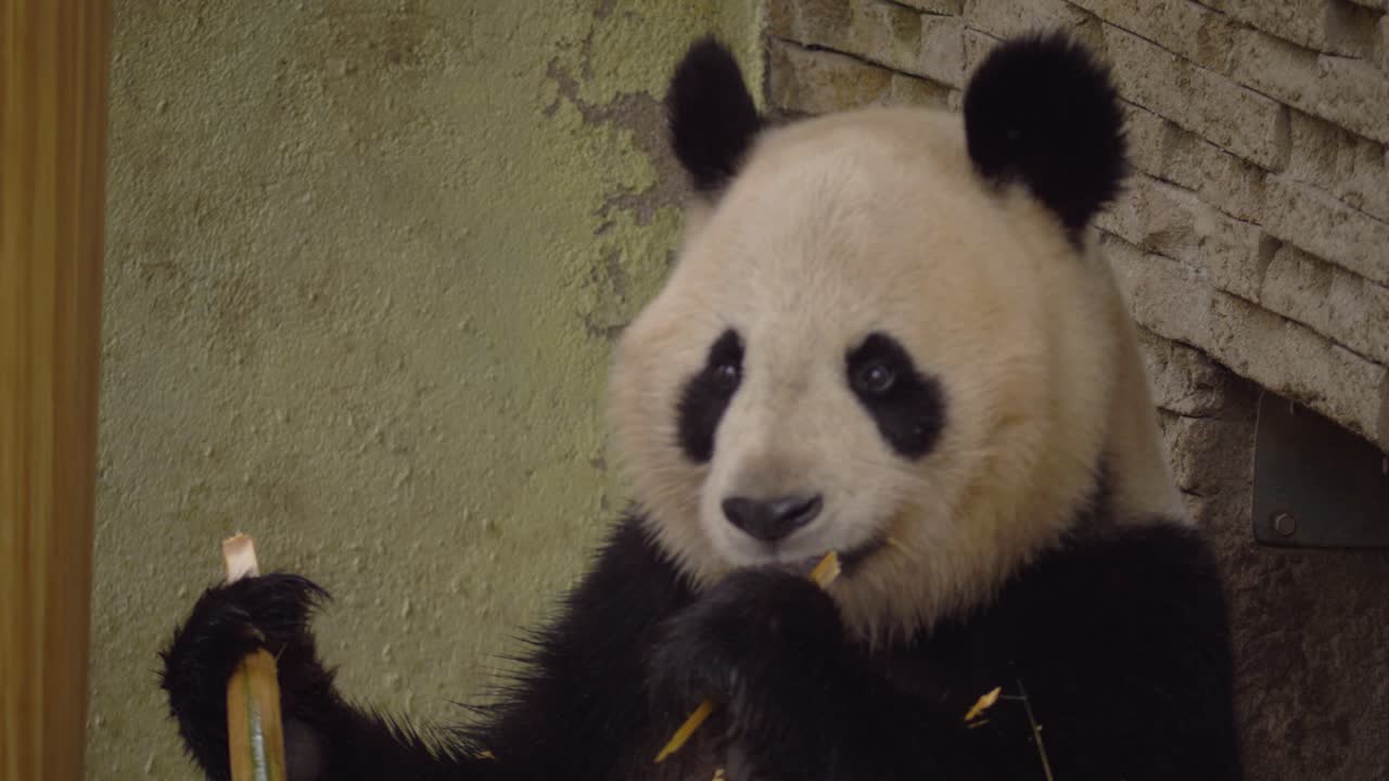 un primer plano de un oso panda comiendo bambú cerca de una pared