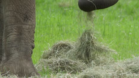 Elefante-Se-Alimenta-De-Heno-En-Cautiverio