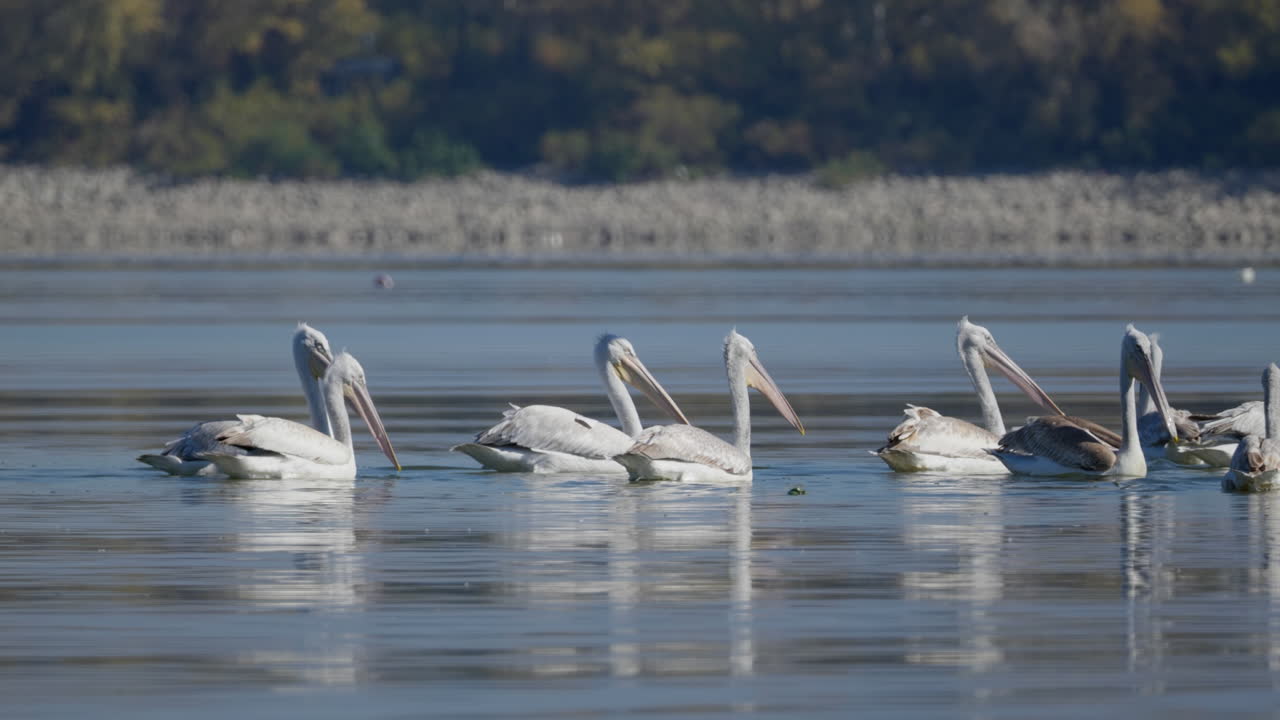 A Group of Great white pelicans swimming Lake Kerkini tracking shot