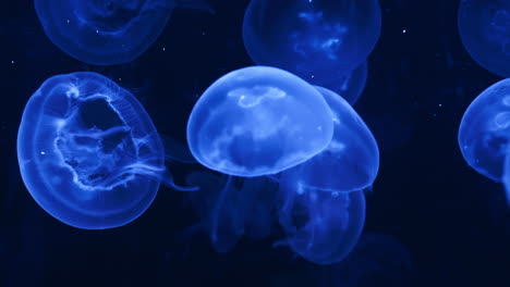 Hand-held-shot-of-a-group-of-neon-blue-jellyfish-swimming-in-the-deep-dark-ocean