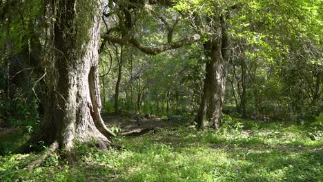 Ein-Geheimnisvoller-Und-Mystischer-Wald-Lateinamerikas