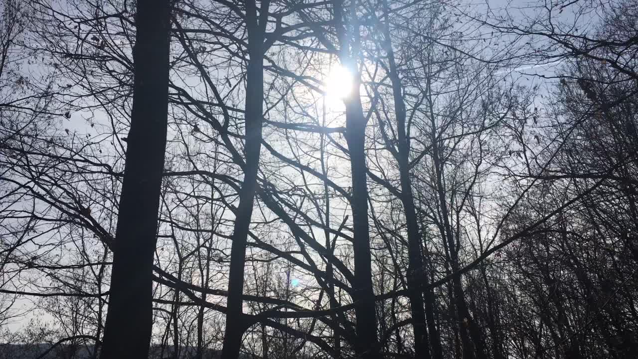 прогулка по лесной дороге, сезон ранней весны