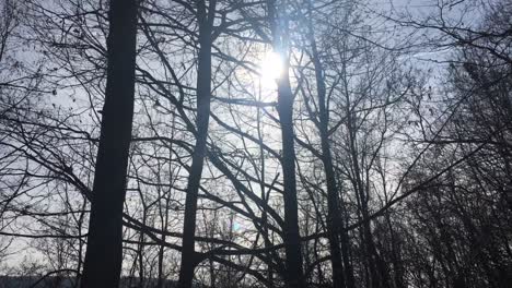 walking on a forest road, early spring season