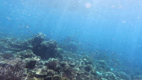 coral reef snorkeling adventure