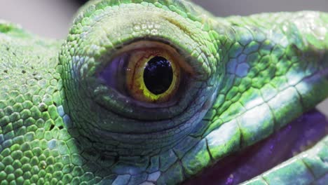 lizard's eye at close range