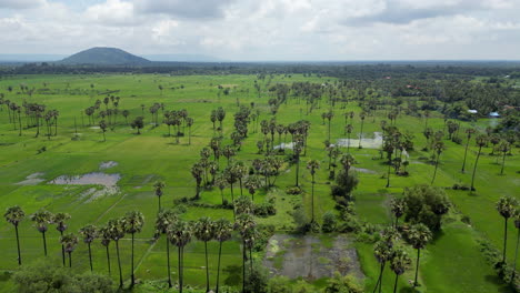 flat cambodian rice fields left to right with drone near siem reap