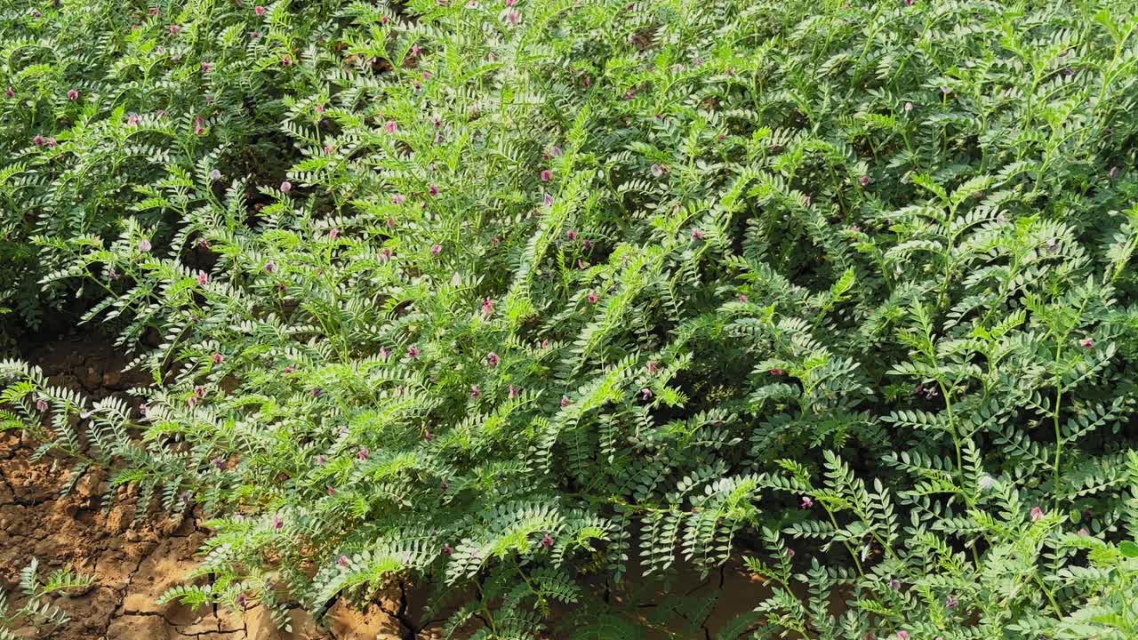 Ripresa lenta in tracking attraverso un campo coltivato a ceci fioriti (chana, bengalgram), piante verdi e rigogliose con piccoli fiori che si muovono dolcemente nella brezza sotto la luce naturale del giorno