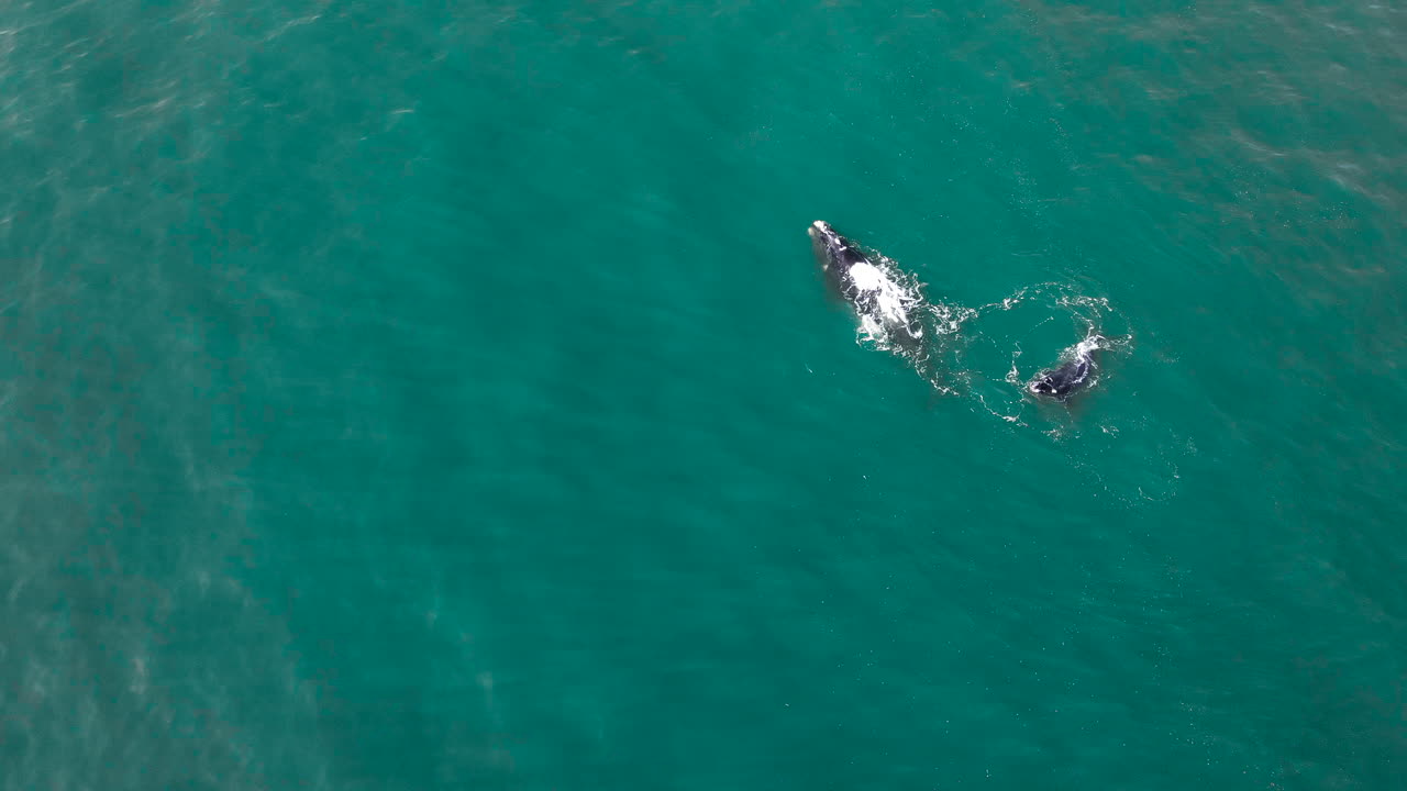 남쪽 오른쪽 엄마와 하 불꽃 spouting 그리고 장난스러운 고래 송아지