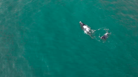 Mamá-Derecha-Del-Sur-Con-Chorros-De-Llamas-Blancas-Y-Cría-De-Ballena-Juguetona