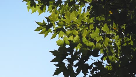 Green-foliage-dancing-in-the-wind