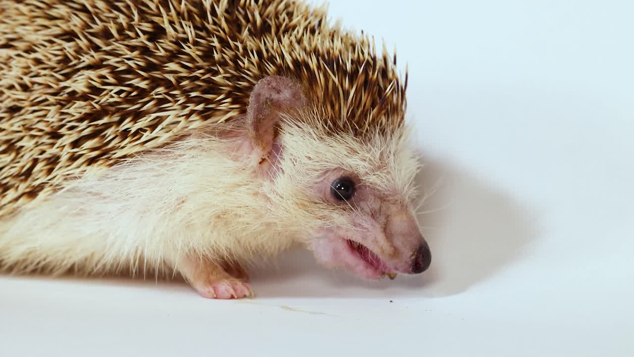Ein Igel isst in einem hellen Studio einen Mehlwurm von einer Metallpinzette