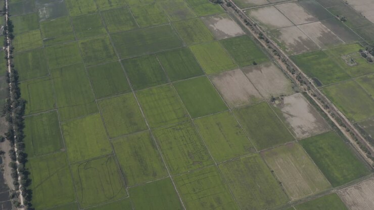 Aerial reveal of endless Rice fields in Cambodia