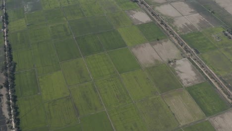 Luftaufnahme-Endloser-Reisfelder-In-Kambodscha