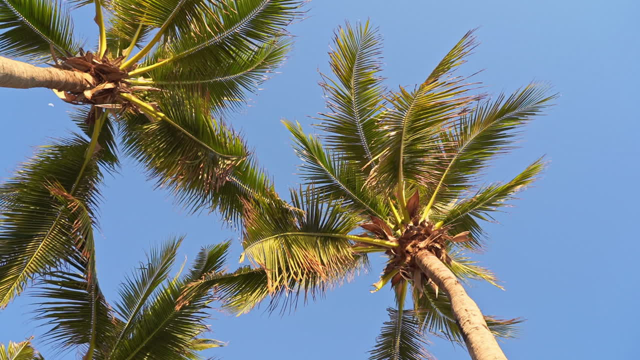 Low angle view of Palm tree's branches and leaves ona clear blue sky