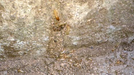 una colonia de termitas construyendo túneles de barro en las paredes de un garaje en una casa filmada en una lente super macro casi al estilo de la geografía nacional