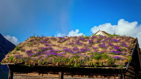 typical grass roof on traditional norwegian wooden cottage