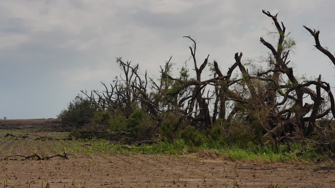 Tornado Damage Broken Trees in Severe Weather Outbreak