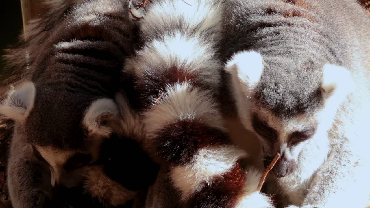 A detailed view of ring-tailed lemurs closely huddled, highlighting their distinctive fur patterns and social bonding.