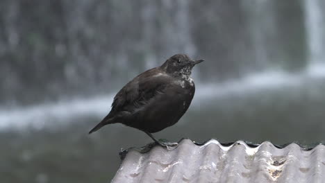 brown dipper looking around while resting on a metallic roofing and balancing on one leg to minimize heat loss, waterfall in the background