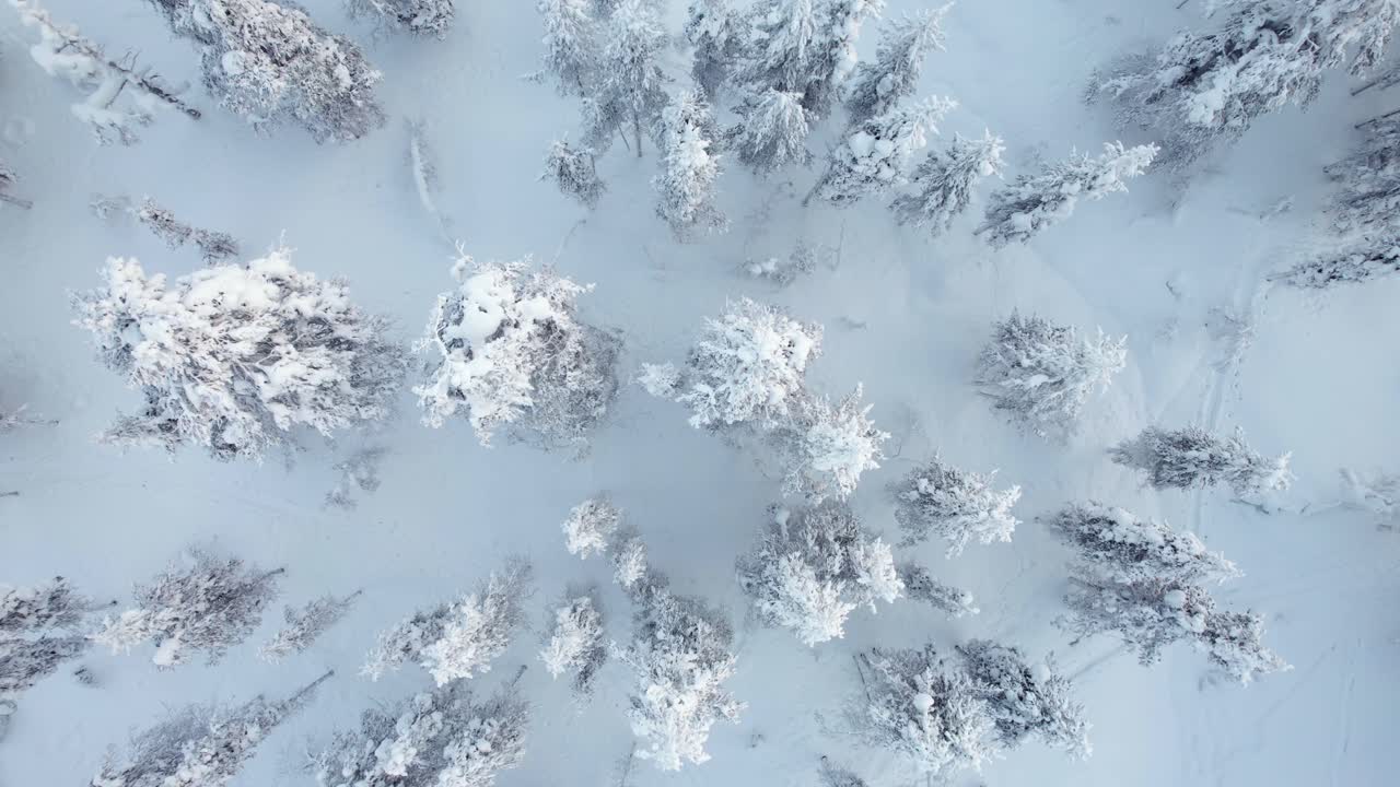 drone scende nella foresta innevata in lapponia, finlandia, cerchio artico