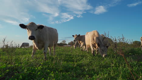 white cattle in a field standing in the golden afternoon sun