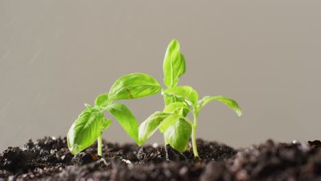 Video-of-green-seedlings-growing-in-dark-soil,-on-grey-background-with-copy-space