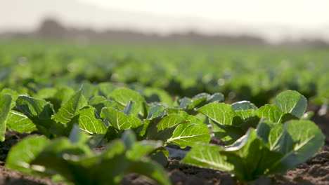 Tiro-Deslizante-En-Cámara-Lenta-De-Cultivos-En-El-Campo