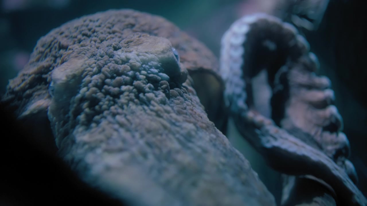 Polpo gigante del Pacifico che nuota sott'acqua