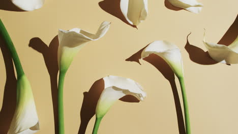 video of white kalia flowers with copy space on yellow background