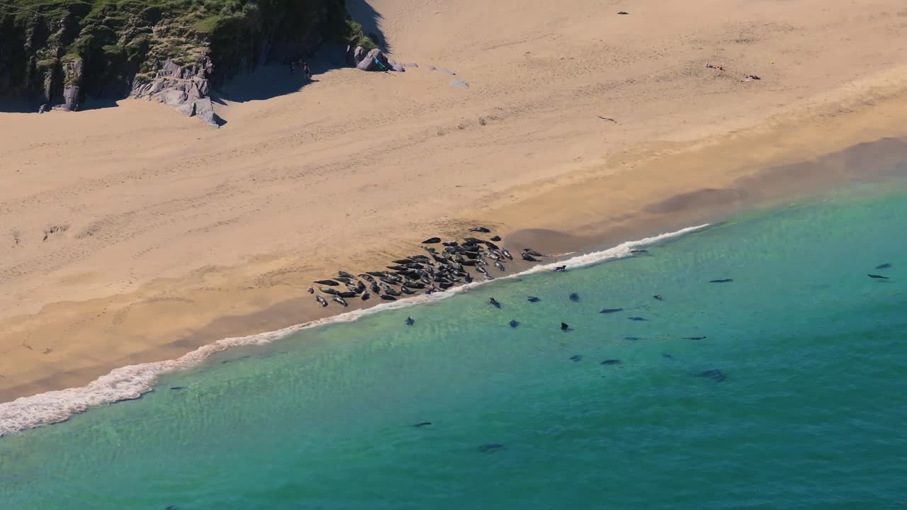 Seals chilling out in Blasket Islands 4K Cinematic Drone Footage - Dingle Co.Kerry - Ireland 05.08