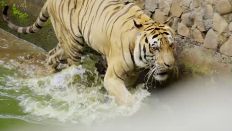 tiger prowling walks in shallow water splashing against rock wall of enclosure in zoo