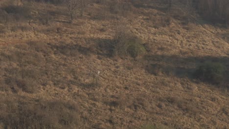 imágenes aéreas de un antílope ram solitario en la naturaleza en una mañana fría de invierno