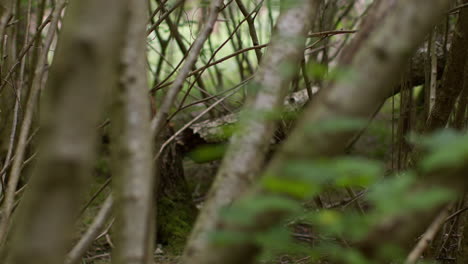 Nahaufnahme-Von-Frühlingsblättern,-Die-Auf-Ästen-Von-Bäumen-Im-Wald-Wachsen-2