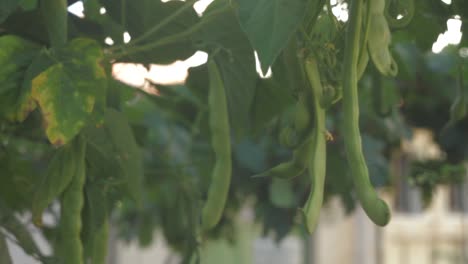 Broad-flat-green-beans-in-an-organic-vegetable-garden
