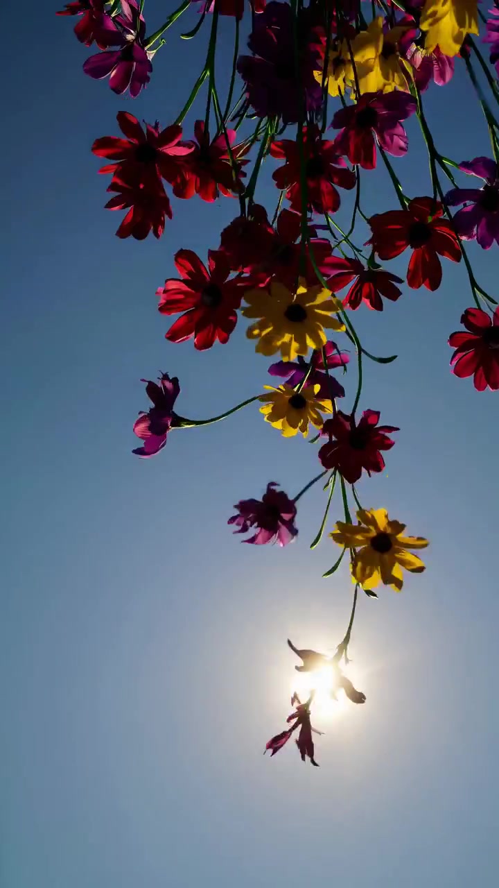 Fiori colorati che ondeggiano contro il sole splendente e il cielo blu